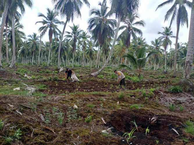 Bhabinkamtibmas Polsek Pelangiran Dukung Swasembada Pangan Melalui Pemupukan Jagung di Desa Catur Karya