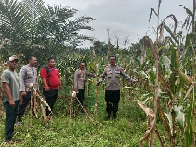 Pengecekan Program Ketahanan Pangan Pemanfaatan Lahan Produktif/Tumpang Sari di Desa Karang Baru