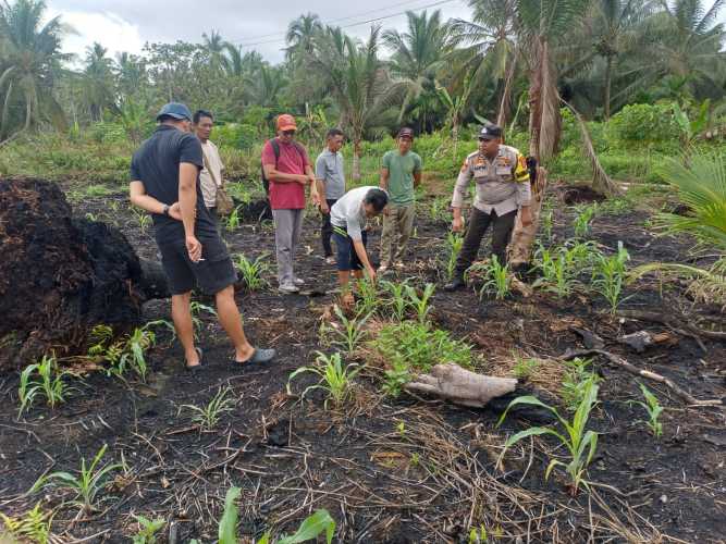 Antisipasi Serangan Hama, Bhabinkamtibmas Teluk Bunian Kawal Ketahanan Pangan Lewat Pemantauan Jagung