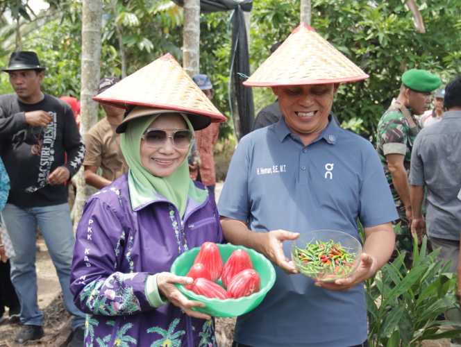 Lakukan Tanam dan Panen Cabe di Kelurahan Pekan Arba, Bupati Inhil Harapkan Hasil Bumi Masyarakat di Manfaatkan Oleh Dapur SPPG