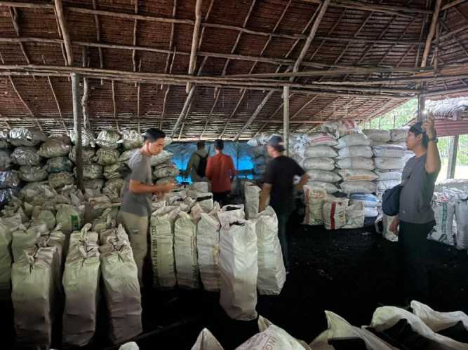Sikat Mafia Mangrove, Polisi Amankan 100 Ton Arang Ilegal Siap Ekspor ke Malaysia