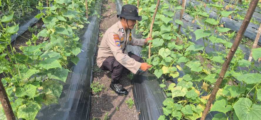 Bhabinkamtibmas Polsek Pelangiran Rutin Pantau dan Lakukan Pemupukan Tanaman Hortikultura di Tagagiri Tama Jaya