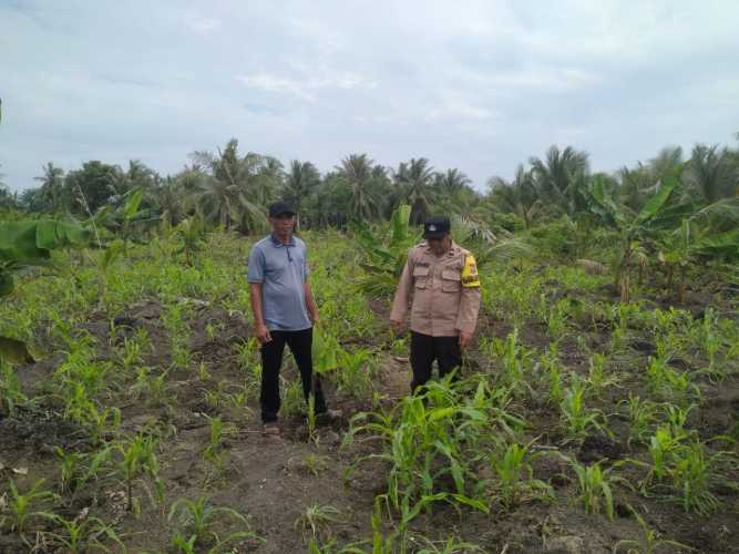 Babinkamtibmas Teluk Nibung Polsek Pulau Burung Cek Langsung Kondisi Fisik Tanaman Jagung