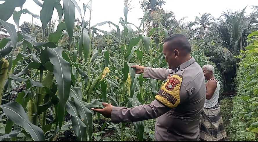 Wujudkan Ketahanan Pangan, Bhabinkamtibmas Pulau Burung Rutin Rawat Tanaman Jagung Manis dan Kacang Panjang