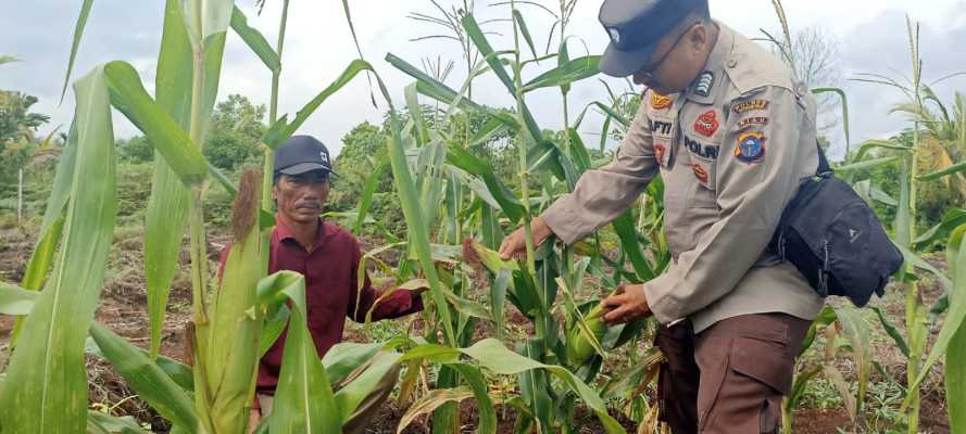 Jelang Panen Jagung, Bhabinkamtibmas Polsek Pelangiran Intensifkan Pemeliharaan Tanaman Dukung Swasembada Pangan