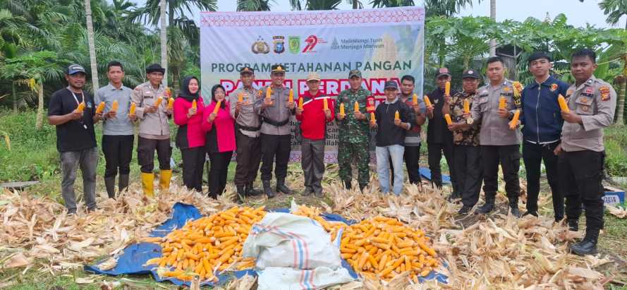Polsek Tembilahan Hulu Sukses Gelar Panen Perdana Jagung dalam Program Ketahanan Pangan di Desa Pulau Palas
