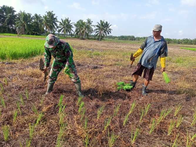 Dihari Kelima Belas Serda Nasir Siagian Lanjutkan Progres di Lahan Ketahanan Pangan