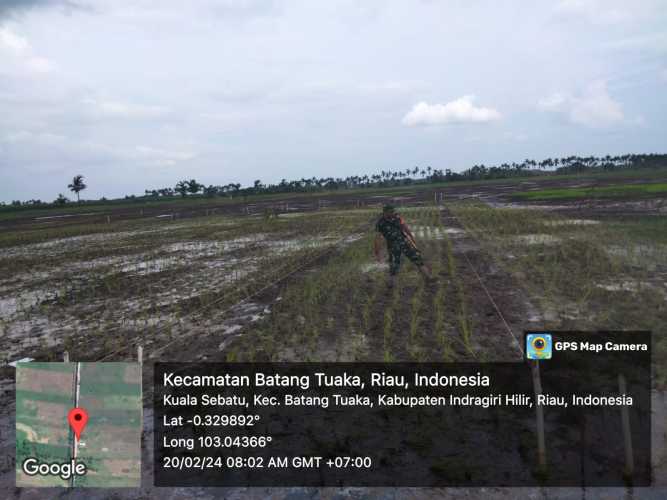 Serda Nasir Siagian Melaksanakan Perawatan Padi di Lokasi Ketahanan Pangan Desa