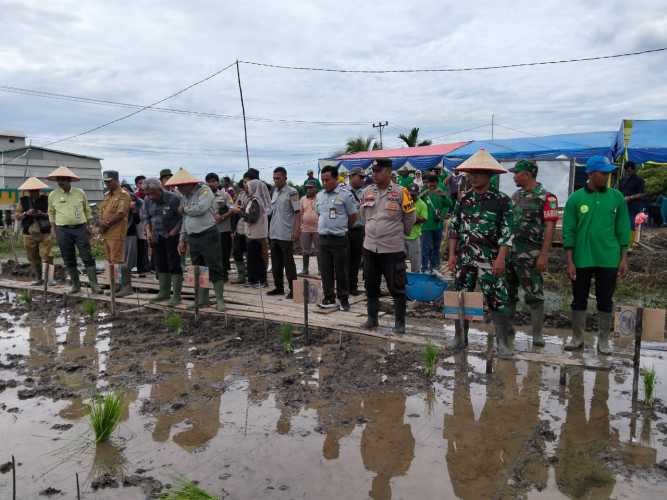 Wakili Danramil, Babinsa Serka Martison Berpartisipasi Aktif Dalam Gerakan Tanam Serentak Brigade Pangan Untuk Menutup Masa Tanam  III Tahun 2025.