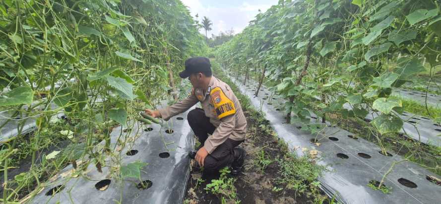 Sinergi Polisi dan Petani, Kapolsek Pelangiran Apresiasi Progres Pemuliaan Tanaman Timun Warga Binaan