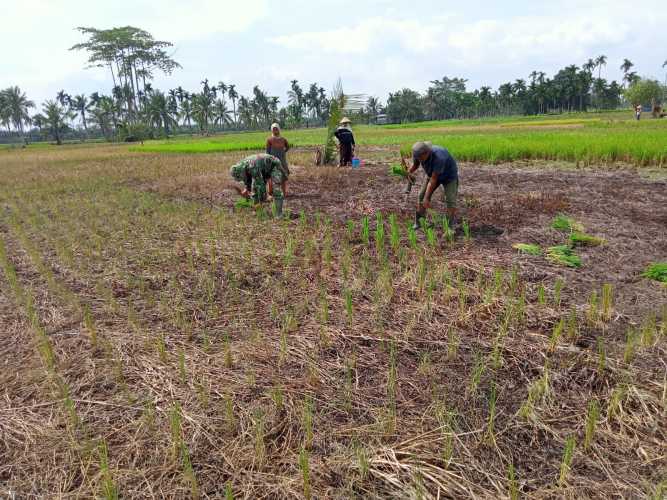 Serda Nasir Kebut  Progress Program Ketahanan Pangan di Batang Tuaka