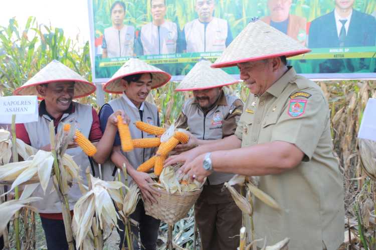 Bupati Asahan Hadiri Panen Raya Jagung; Teguhkan Komitmen Kemandirian Pangan Daerah