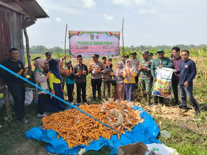 Panen Jagung di Desa Sungai Luar, Dukung Program Asta Cita Presiden RI