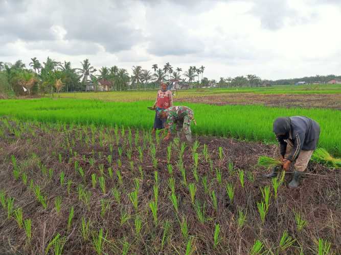 Serka Hepi Martison Melanjutkan  Progress Program Ketahanan Pangan di Hari Ke-21