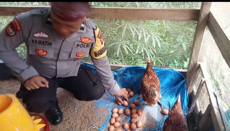 Dukung Program Asta Cita, Bhabinkamtibmas Polsek Pulau Burung Cek Perkembangan Ternak Warga di Desa Bukit Sari Intan Jaya