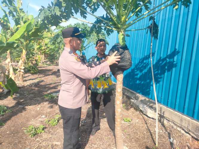 Kapolsek Pulau Burung Menjaga Tumbuh Kembang Budi Daya Pepaya Dalam Menjamin Kebutuhan Buah Buahan
