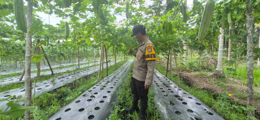 Bhabinkamtibmas Polsek Pelangiran Monitoring Perawatan Kebun Sayuran Warga di Desa Tagagiri Tama Jaya