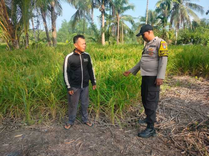 Bhabinkamtibmas Polsek Batang Tuaka Identifikasi Dampak El Nino pada Lahan Padi, Dukung Program Ketahanan Pangan Nasional