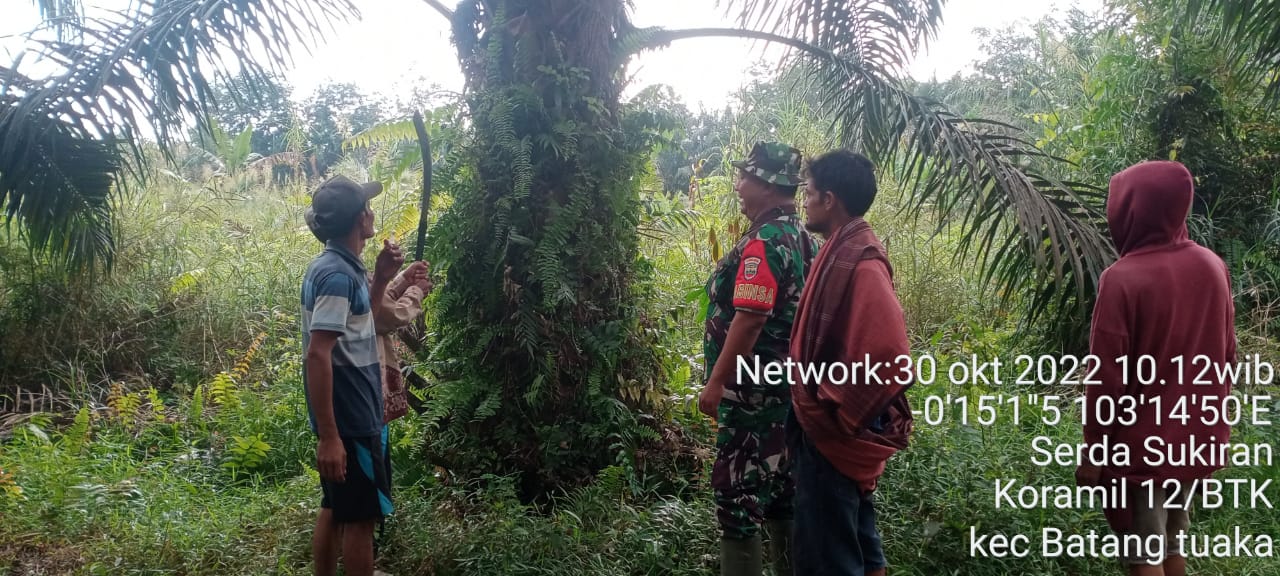 Serda Sukiran Babinsa Koramil 12/Batang Tuaka Pengawasan Rutin Areal