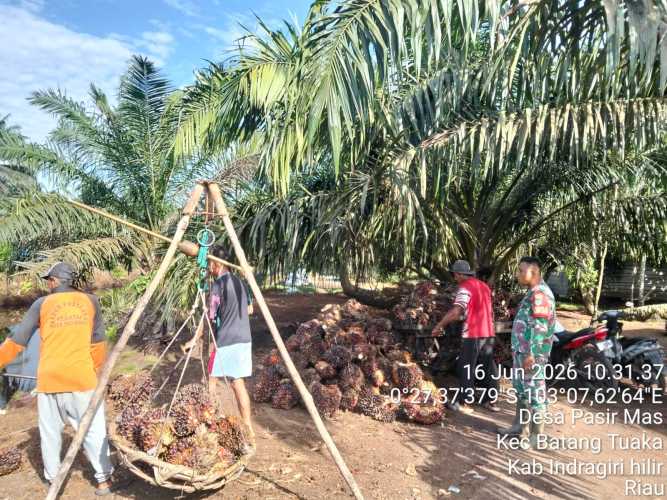 Babinsa Pasir Mas Ingatkan Buruh Sawit Utamakan Keselamatan Kerja