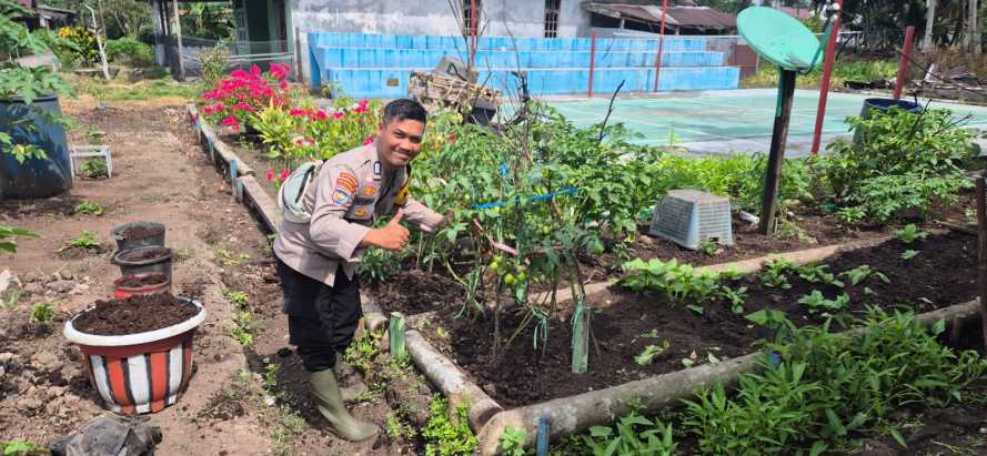 Babinkamtibmas Polsek Pelangiran Rutin Pantau Perkembangan Tanaman Tomat di Desa Tagagiri Tama Jaya