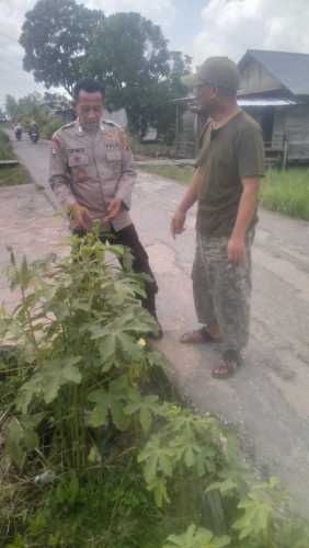 Kanit Binmas Polsek Enok Monitorong Budidaya Tanaman Pekarangan Warga