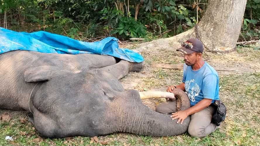 Dunia Konservasi Berduka, Gajah Diego Mati di PLG Minas Riau