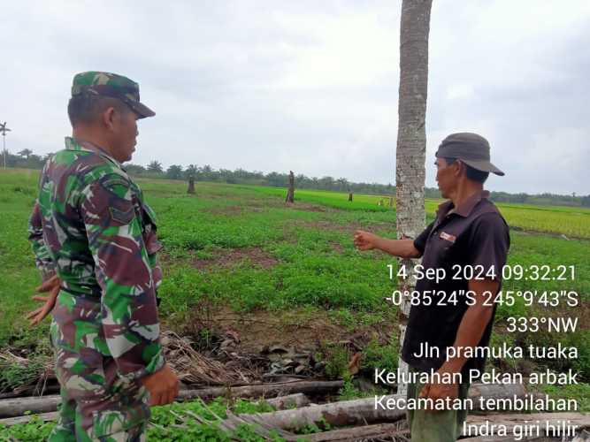 Babinsa Pekanarba Lakukan Penyuluhan Karhutlah di Areal Pertanian