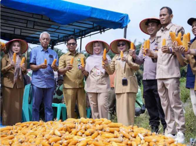 Pemkab Kampar Tegaskan Komitmen Ketahanan Pangan Lewat Panen Jagung Pipil Bersama Masyarakat