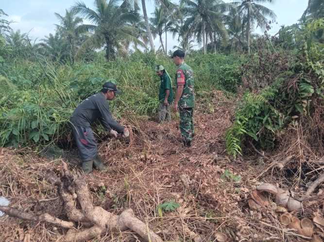 Babinsa Sungai Beringin Pertegas Patok Tapal Batas Melalui Pemantauan Rutin
