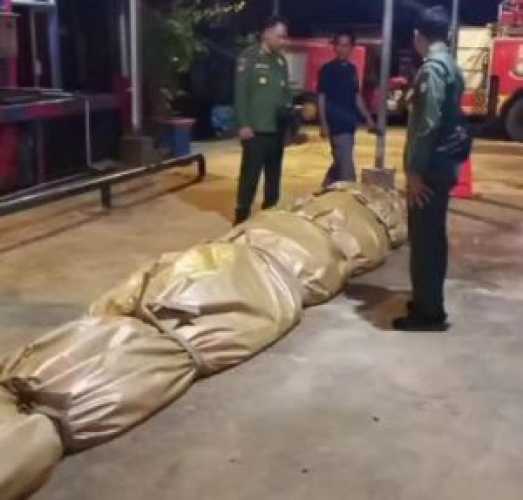 Buaya Super Jumbo Inhil Mati, Isi Perutnya Bikin Geleng-geleng: Pisau Hingga Karung Goni Ditemukan