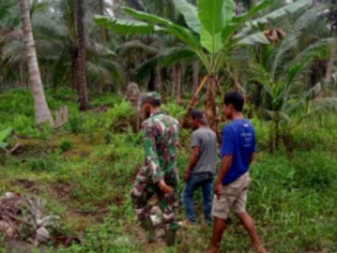 Kopda Hudrizarroni Jaga Kelangsungan Kebun Kelapa Lokal Warga dari Karhutlah