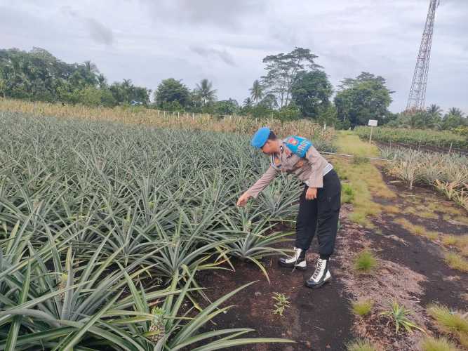Banit Provos Polsek Pulau Burung Cek Perkembangan Tanaman Nanas  Dukung Swasembada Pangan