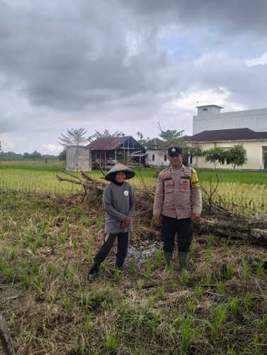 Dukung Swasembada Pangan, Bhabinkamtibmas Polsek Tempuling Turun Langsung Dampingi Petani Tanam Padi