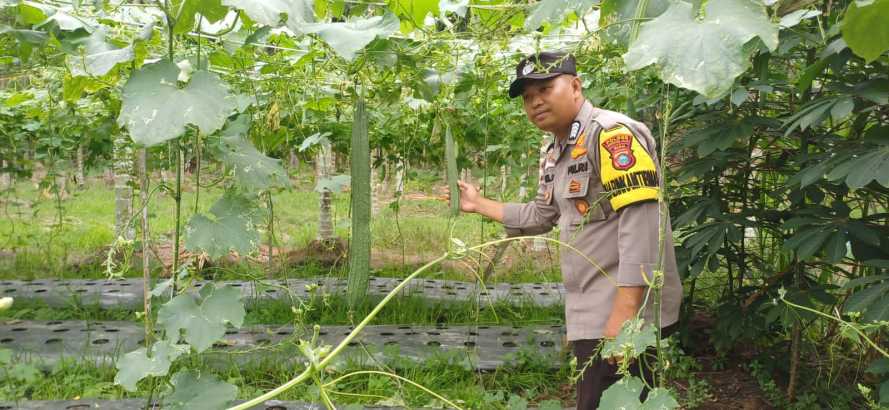 Bhabinkamtibmas Polsek Pelangiran Pantau Progres Pertumbuhan Tanaman Gambas di Desa Rotan Semelur