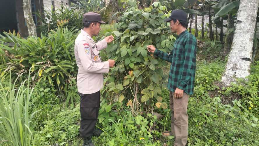 Dukung Ketahanan Pangan  Personel Polsek Enok berkolaborasi dengan Warga Binaannya Kelola Lahan Jadi Produktif