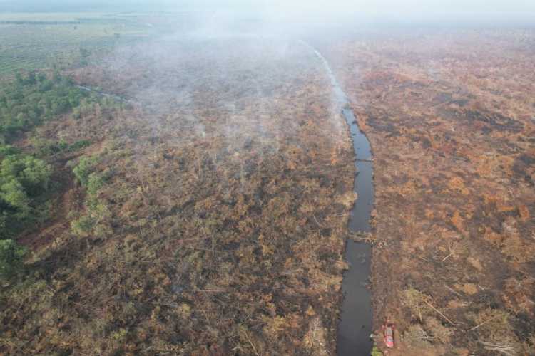 Polisi Ringkus Pembakar Lahan di Teluk Meranti, 500 Hektare Gambut Hangus