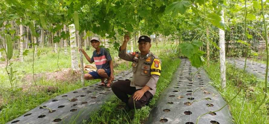 Strategi Pemantauan Nutrisi Tanaman, Polsek Pelangiran Kawal Proses Pupuk Berkelanjutan untuk Suburnya Tanaman Pare