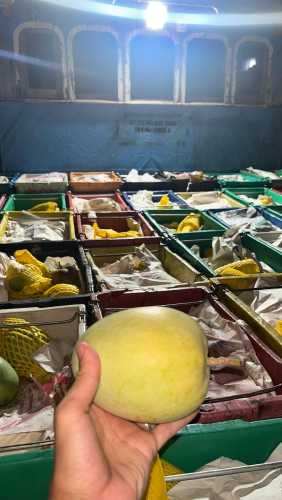 Bea Cukai Tembilahan Gagalkan Pemasukan 15 Ton Mangga Ilegal