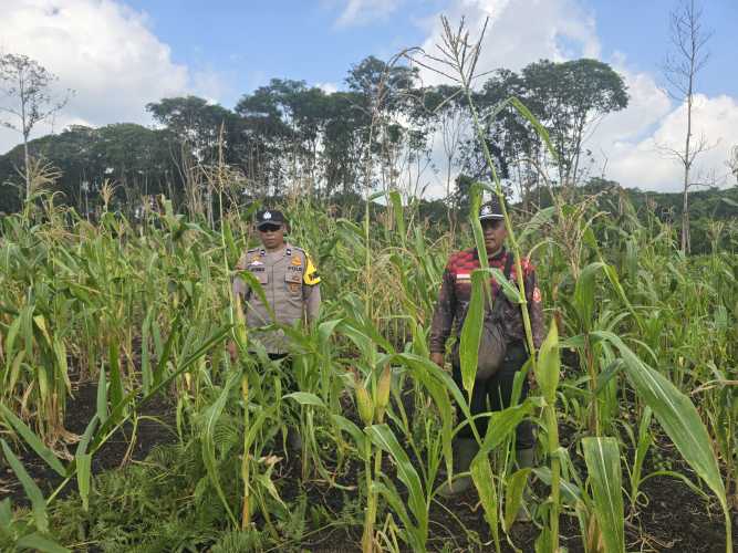 Bhabinkamtibmas Polsek Pelangiran Pantau Perkembangan Kebun Jagung untuk Dukung Ketahanan Pangan