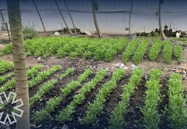 Dorong WBP Produktif, Lapas Tembilahan Laksanakan Perawatan Lahan Perkebunan