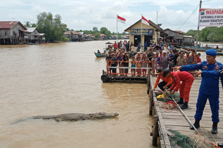 Buaya Muncul di Pos Polairud dan Pelabuhan Tembilahan, Warga Diimbau Waspada