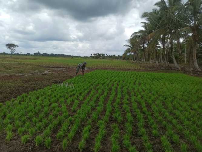 Serka Hepi Martison Intens Rawat Tanaman Padi Program Ketahanan Pangan