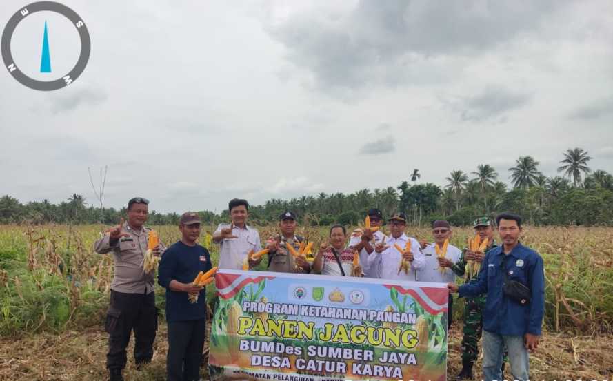 Panen Jagung Kuartal IV Desa Catur Karya, Wujud Nyata Dukungan Swasembada Pangan 2025