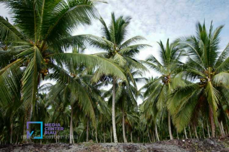 Pemkab Meranti Dorong Hilirisasi Kelapa Lewat Peremajaan Kebun