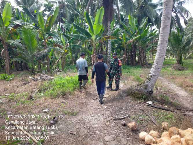 Babinsa Desa Gemilang Jaya menyisir lahan warga dari potensi karhutla
