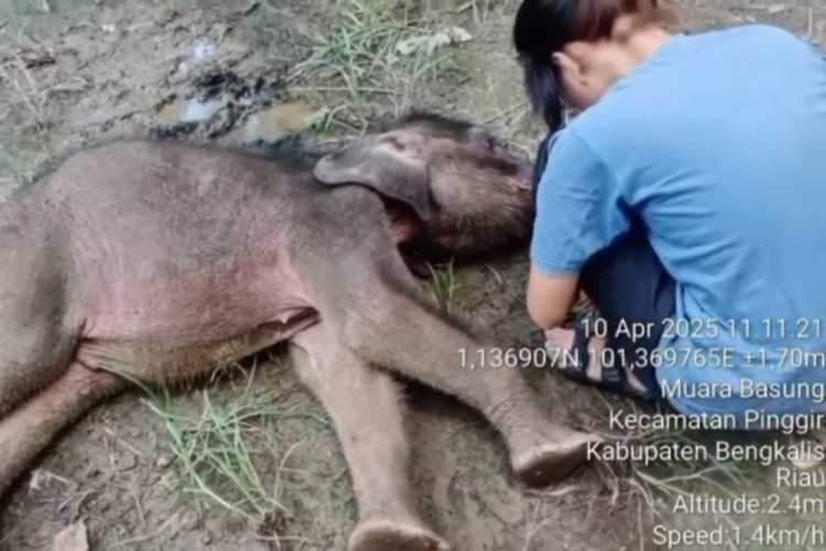 Berita Duka di Hari Gajah Sedunia: Yuni Bayi Gajah di Riau Tutup Usia