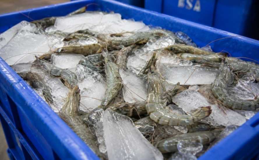 Mutu Udang Bengkalis Dijaga dari Rantai Dingin hingga Distribusi