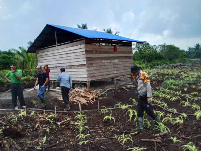Polri Kawal Ketahanan Pangan, Bhabinkamtibmas Cek Perkembangan Jagung di Lahan PT RSA Mandah