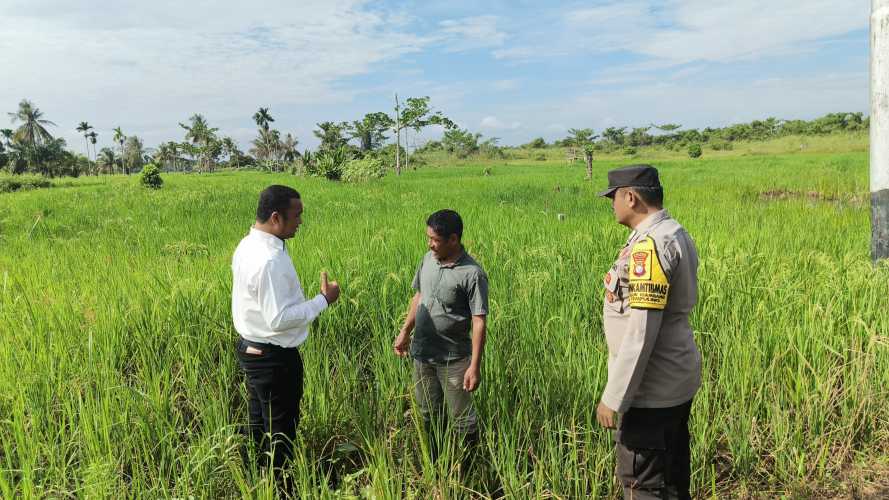 Polsek Tempuling Dukung Program Swasembada Ketahanan Pangan Polda Riau melalui Pengecekan Lahan Padi